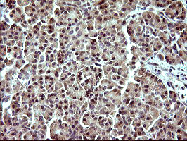 Immunohistochemical staining of paraffin-embedded Human pancreas tissue within the normal limits using anti-IDO1 mouse monoclonal antibody