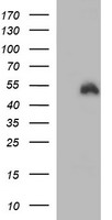 m01705 3 anti ido1 mouse monoclonal antibody clone id oti2b5 wb testing 1