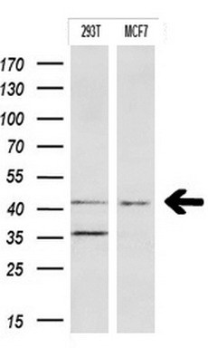 m01705 3 anti ido1 mouse monoclonal antibody clone id oti2b5 wb testing 2