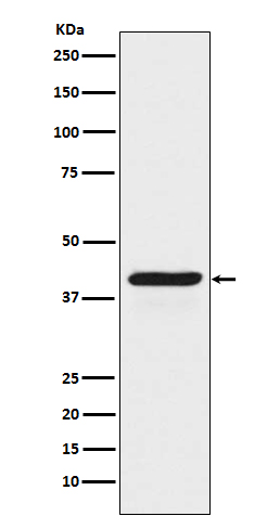 Western blot analysis of INDO expression in HeLa cell lysate treated with IFN gamma