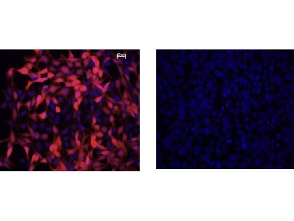 Immunofluorescence Microscopy of Mouse Anti-IDO1 Antibody
