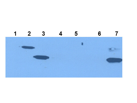 m01705 ido1 primary antibodies wb testing 4