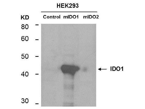 m01705 ido1 primary antibodies wb testing 6