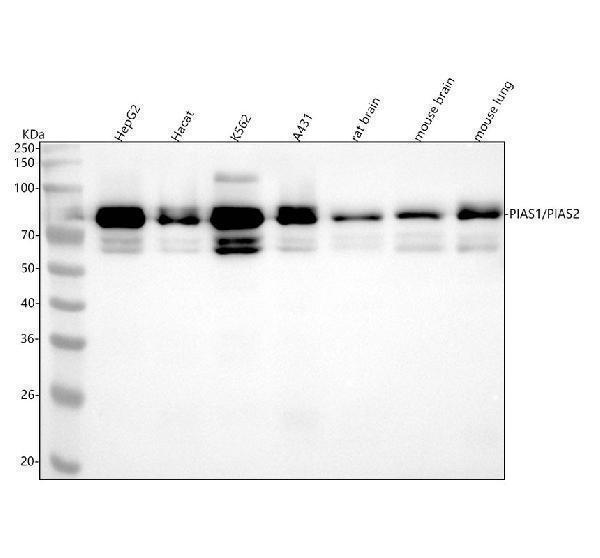m01707 pias123 primary antibodies wb testing 1