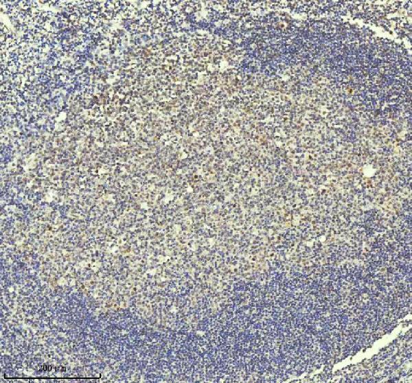 m01707 pias2 primary antibodies ihc testing 4