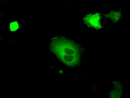 m01708 1 anti cgki prkg1 mouse monoclonal antibody clone id oti9a4 if testing 4