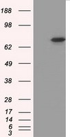 m01708 1 anti cgki prkg1 mouse monoclonal antibody clone id oti9a4 wb testing 1