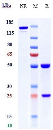 Anti-PACAP38 Reference Antibody (Lilly patent anti-PACAP) on SDS-PAGE under reducing (R) condition