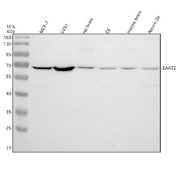 m01713 slc1a2 primary antibodies wb testing 1