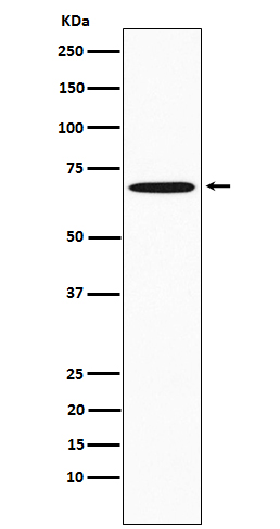 Western blot analysis of SAM68 expression in Jurkat cell lysate