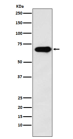 Western blot analysis of SAM68 expression in A431 cell lysate