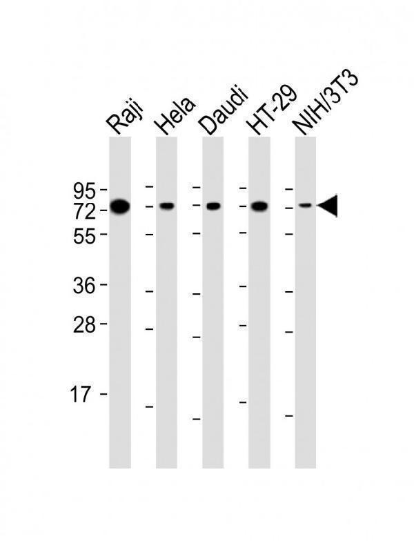 All lanes : Anti-KHDRBS1 Antibody (Center) at 1:2000 dilutionLane 1: Raji whole cell lysateLane 2: Hela whole cell lysateLane 3: Daudi whole cell lysateLane 4: HT-29 whole cell lysateLane 5: NIH/3T3 whole cell lysateLysates/proteins at 20 µg per lane