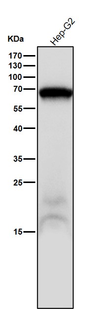 All lanes use the Antibody at 1:1W dilution for 1 hour at room temperature