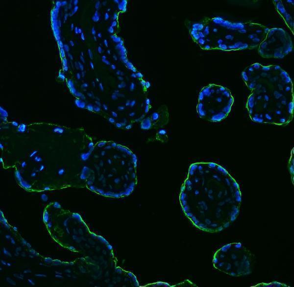 m01718 4 alpp primary antibodies if testing 2