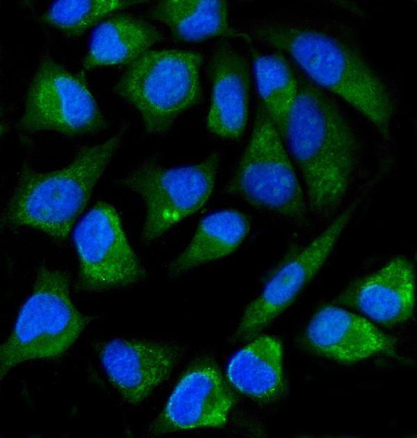 m01718 4 alpp primary antibodies if testing 4