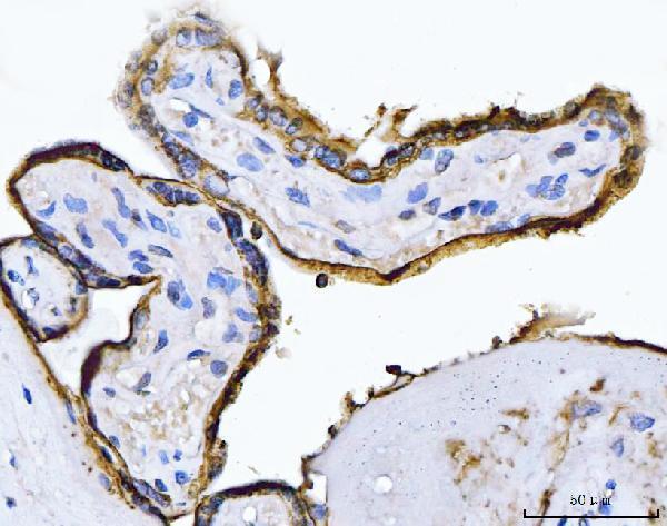 m01718 4 alpp primary antibodies ihc testing 3