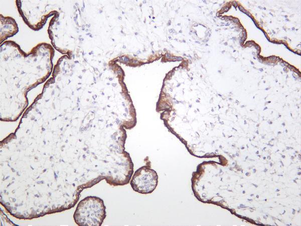 Human placenta was stained with anti-ALPP rabbit antibody