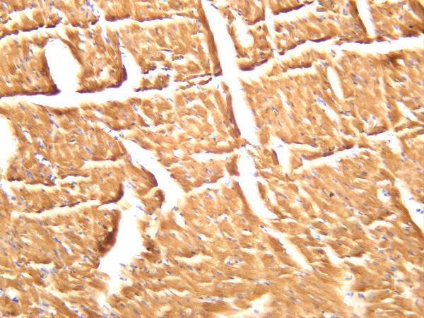 Mouse cardiac muscle was stained with anti-Cardiac Troponin I rabbit antibody