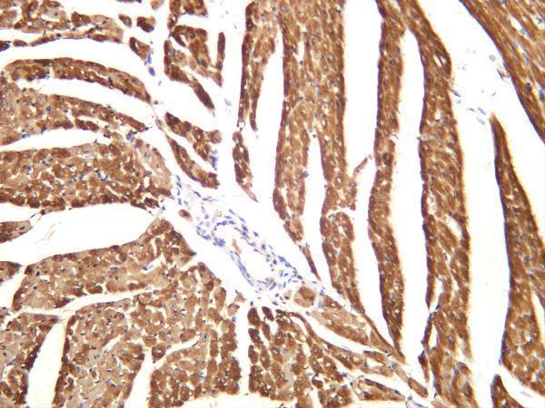 Rat cardiac muscle was stained with anti-Cardiac Troponin I rabbit antibody