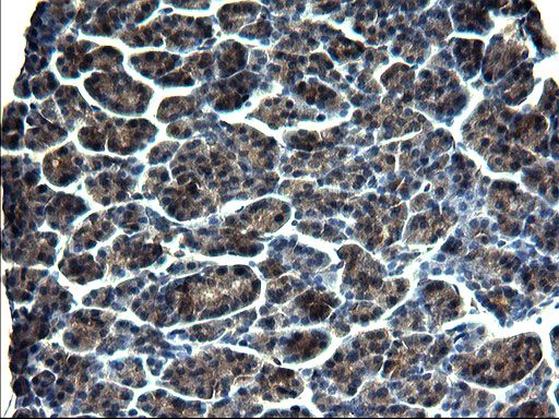 m01722 1 anti gclc mouse monoclonal antibody clone id oti1a3 ihc testing 3