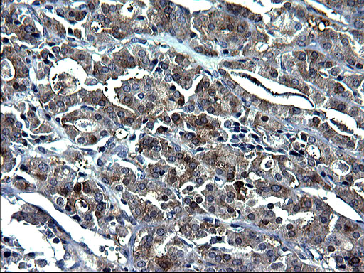 m01722 1 anti gclc mouse monoclonal antibody clone id oti1a3 ihc testing 4