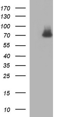 m01722 1 anti gclc mouse monoclonal antibody clone id oti1a3 wb testing 1