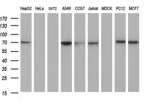 m01722 1 anti gclc mouse monoclonal antibody clone id oti1a3 wb testing 2
