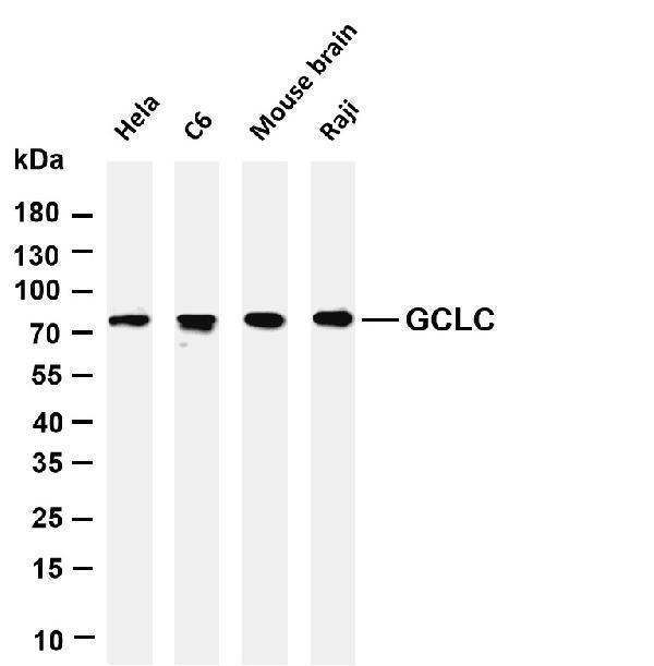 m01722 2 gclc primary antibodies wb testing 1