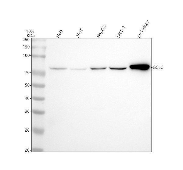 m01722 gclc primary antibodies wb testing 1