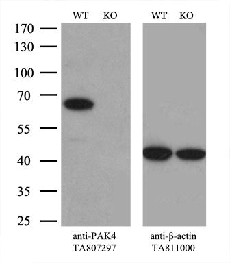 Equivalent amounts of cell lysates (10 ug per lane) of wild-type 293T cells (WT) and PAK4-Knockout 293T cells (KO) were separated by SDS-PAGE
and immunoblotted with anti-PAK4 monoclonal antibody M01723, (1:500)
