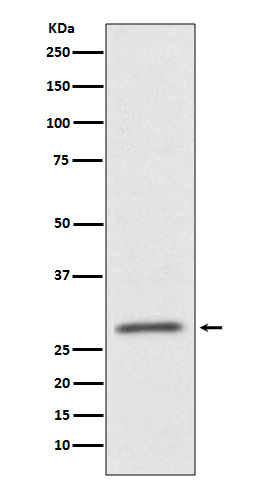 Western blot analysis of CD99 expression in HUVEC cell lysate