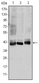 m01725 1 map2k4 primary antibodies wb testing 2