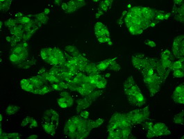 m01725 2 anti mek4 map2k4 mouse monoclonal antibody clone id oti8a8 if testing 11