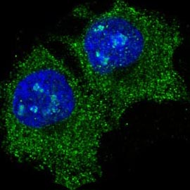 Immunofluorescent analysis of Hela cells, using eIF5A Antibody