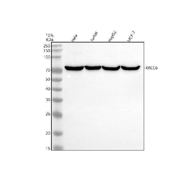 m01732 1 xrcc6 primary antibodies wb testing 1