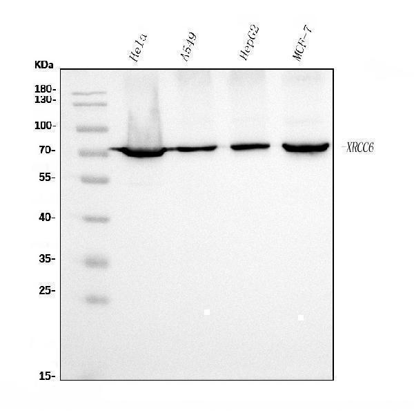 m01732 3 ku70 primary antibodies wb testing 1_1