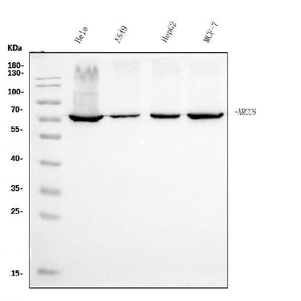 m01732 4 ku70 primary antibodies wb testing 1