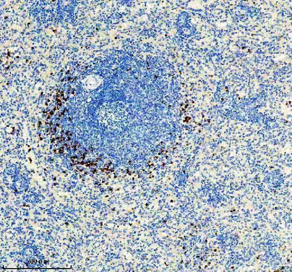m01733 mmp8 primary antibodies ihc testing 1