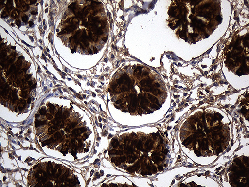 m01738 1 anti trefoil factor 3 tff3 mouse monoclonal antibody clone id oti5b2 ihc testing 4