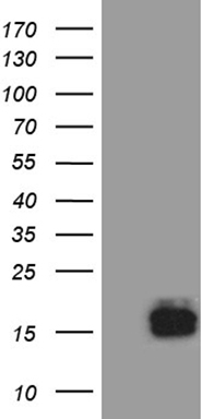 HEK293T cells were transfected with the pCMV6-ENTRY control (Left lane) or pCMV6-ENTRY TFF3 (Right lane) cDNA for 48 hrs and lysed