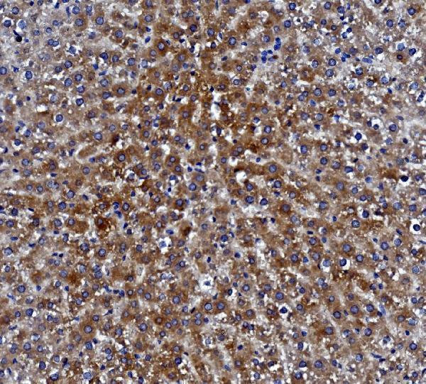 m01741 1 ces1 primary antibodies ihc testing 8
