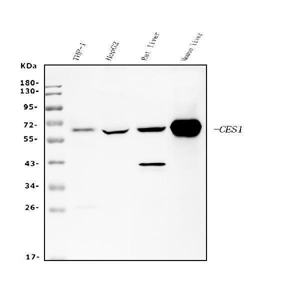m01741 1 ces1 primary antibodies wb testing 1