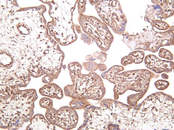 Human placenta was stained with anti-MYPT1 rabbit antibody