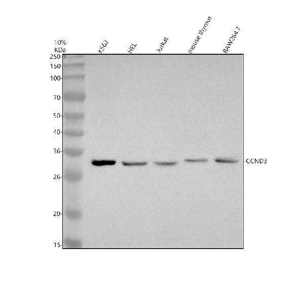 Western blot analysis of CCND3 using anti-CCND3 antibody (M01744)
