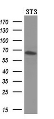 Western blot analysis of extracts (10ug) from a mouse cell line by using anti-BTRC monoclonal antibody (1:200)
