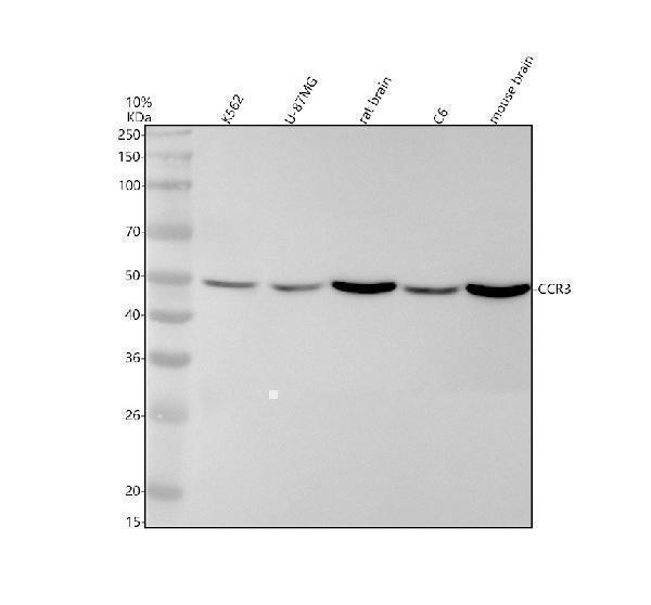 m01748 ccr3 primary antibodies wb testing 1