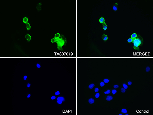 m01750 1 anti ezrin ezr mouse monoclonal antibody clone id oti1f3 if testing 4