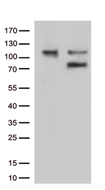 m01750 1 anti ezrin ezr mouse monoclonal antibody clone id oti1f3 wb testing 1