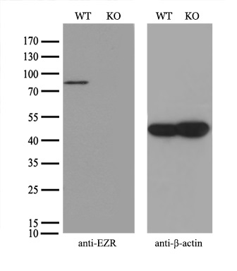 m01750 1 anti ezrin ezr mouse monoclonal antibody clone id oti1f3 wb testing 2