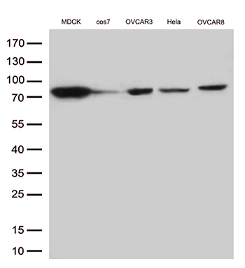 m01750 1 anti ezrin ezr mouse monoclonal antibody clone id oti1f3 wb testing 3